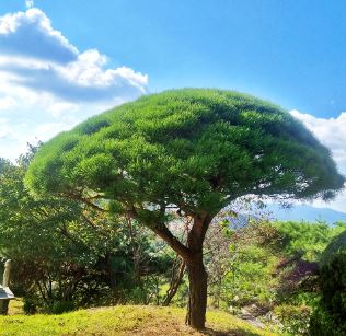 용인수목장은 용인시처인구 양지면에 위치해있습니다